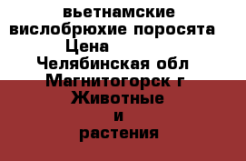 вьетнамские вислобрюхие поросята › Цена ­ 1 500 - Челябинская обл., Магнитогорск г. Животные и растения » Другие животные   